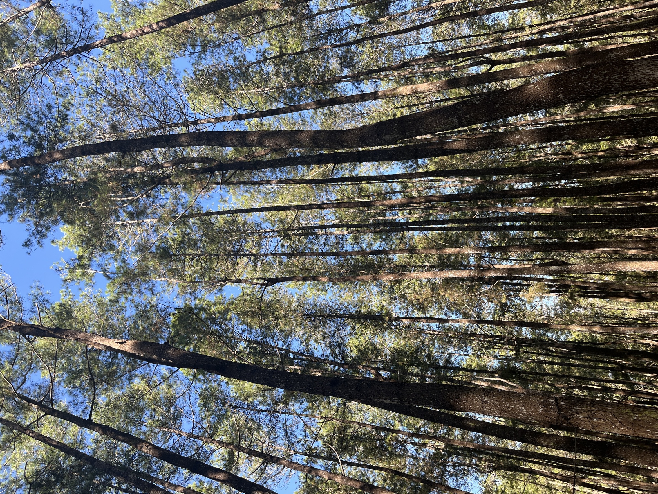 Hutan Pinus Bulu Tanah